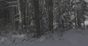 Ungraded wide-angle low altitude trucking drone footage of dense forest of evergreen and deciduous trees covered with a heavy layer of fresh, white snow on a sunny winter morning in Washington State.