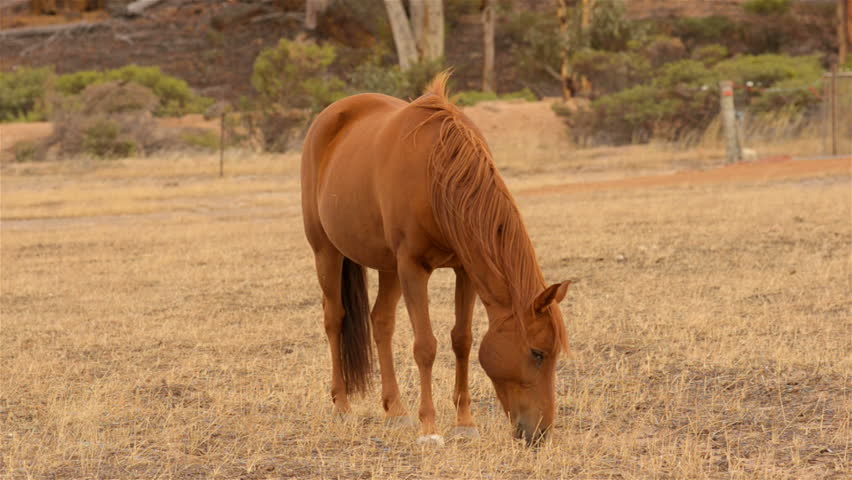A horse grazing in dry pasture, in the Australian summer, basking in the early