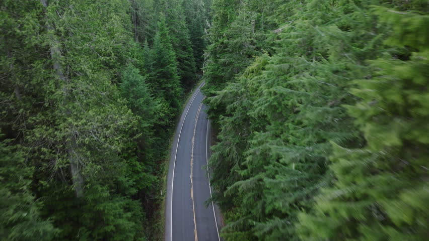 Aerial footage drone following fast car flying between tall spruce trees. Washington road trip. Beautiful scenic highway in Olympic National park. Car driving along asphalt road in dense pine forest