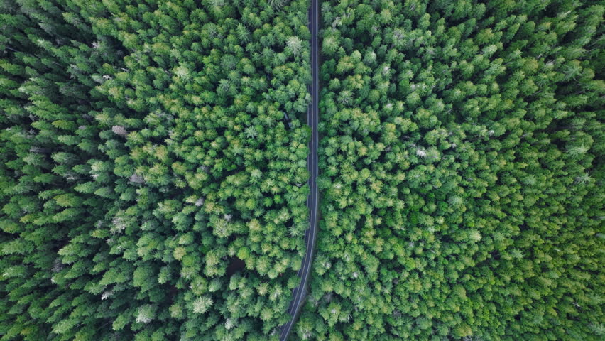 Cinematic drone shot flying high above empty road in pine tree forest Washington. Aerial top down 4k view of country road in evergreen rainforest. Road trip in scenic forest. Greenery copy background
