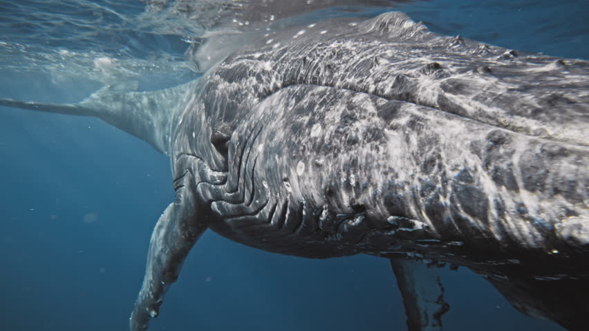 Extreme closeup of Humpback whale head and mouth underwater shows scars