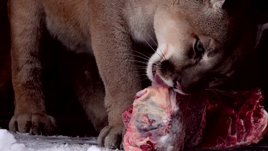 Beautiful Canadian Cougar, Puma Concolor eat raw meat during snowfall in national park. 4k 120fps super slow motion raw footage  Royalty-Free Stock Footage #3447620531