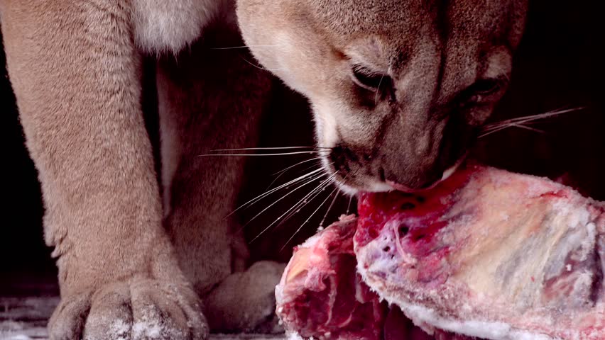 Beautiful Canadian Cougar, Puma Concolor eat raw meat during snowfall in national park. 4k 120fps super slow motion raw footage  Royalty-Free Stock Footage #3447620803