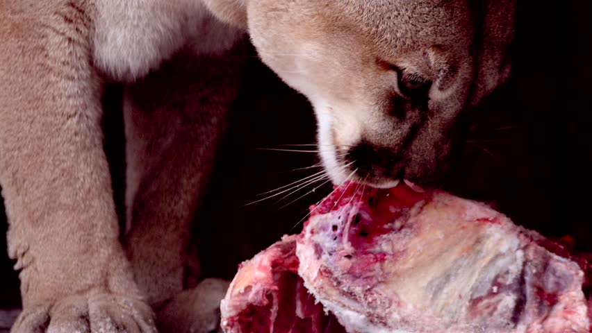 Beautiful Canadian Cougar, Puma Concolor eat raw meat during snowfall in national park. 4k 120fps super slow motion raw footage  Royalty-Free Stock Footage #3447623171