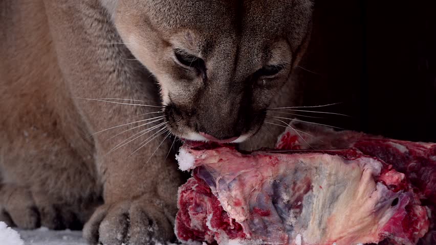 Beautiful Canadian Cougar, Puma Concolor eat raw meat during snowfall in national park. 4k 120fps super slow motion raw footage  Royalty-Free Stock Footage #3447623571