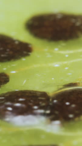 sliced kiwi fruit, seeds close-up Vertical video.