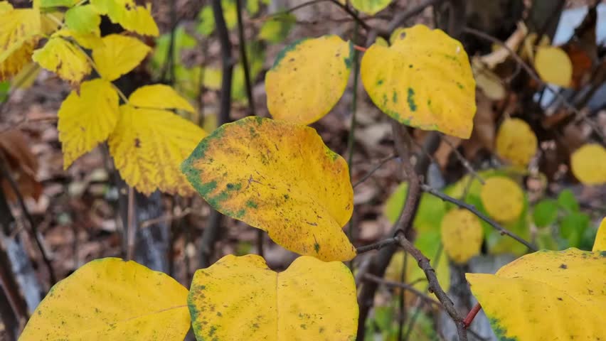 Yellow quince leaves close up. Autumn in the garden. Royalty-Free Stock Footage #3447661961