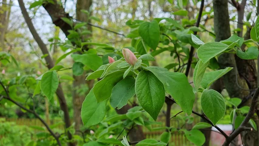 Beautiful tender pink buds on a quince tree in the garden. Garden in spring. Flowering fruit trees. Royalty-Free Stock Footage #3447663321
