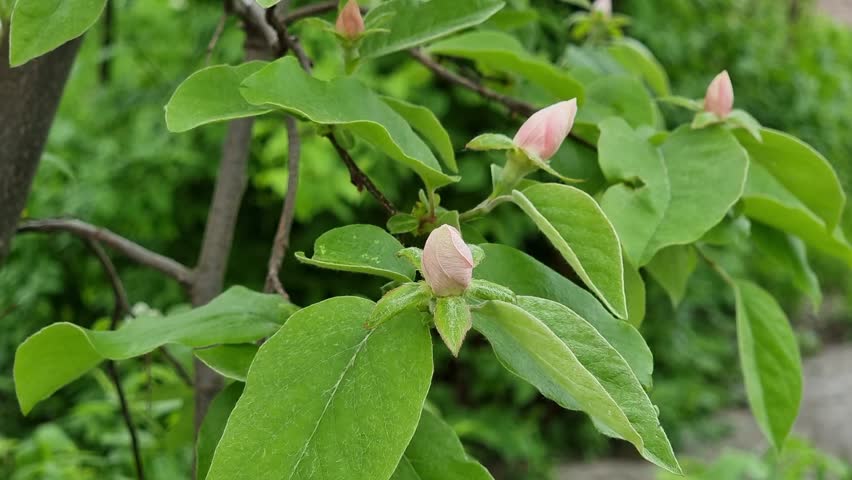 Flowering branch of a quince tree in the garden. Royalty-Free Stock Footage #3447663471