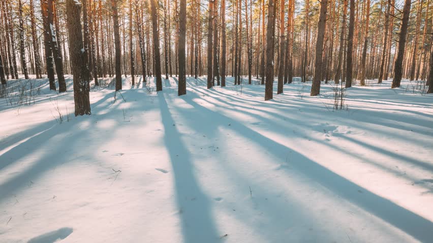 4K Beautiful Blue Shadows From Pines Trees In Motion On Winter Snowy Ground. Sunshine In Forest. Sunset Sunlight Shining Through Pine Greenwoods Woods Landscape. Snow Nature Time-Lapse Time Lapse. Royalty-Free Stock Footage #3447692209