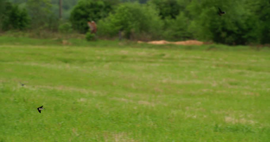Barn Swallow Or Hirundo Rustica, Also Called Martin. Barn Swallows Gracefully Soars Over Green Meadow. Barn Swallows Flies Opened Wings Over Summer Pasture. Swallows In Search Of Prey.