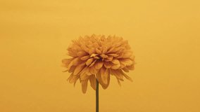 A vivid orange marigold stands out with its richly layered petals against a seamless mustard yellow backdrop, providing a contemporary and trendy monochromatic look. The time-lapse footage in 6K