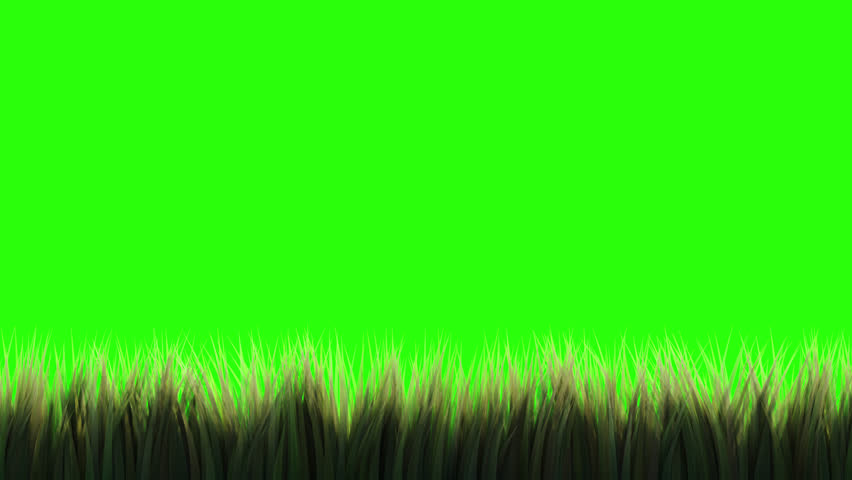 Animation of tall grass on a transparent background with an alpha channel.