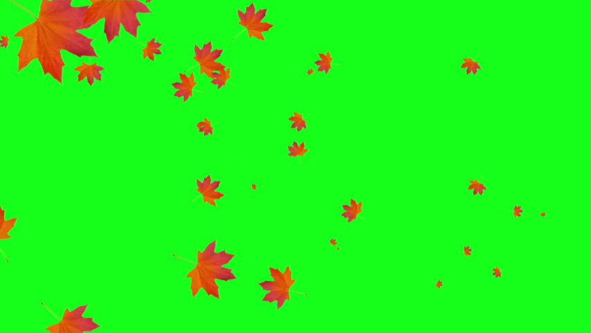 Autumn leaf fall animation. Autumn maple leaves falling on green screen. chroma key background Royalty-Free Stock Footage #3447767947
