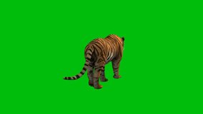 Tiger Premium Quality green screen 4k,4K resolution video. Pro Video. Realistic rain. 4K High quality footage. over chroma key green screen. with chroma key green screen background. Animation