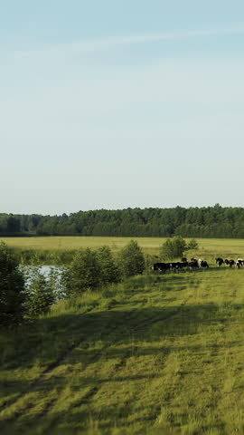 Drone video. We fly over the cows. A herd of cows feed in a meadow near a lake and forest. Vertical video.