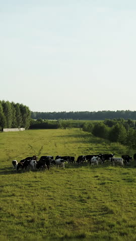 Drone video. We fly over the cows. A herd of cows feed in a meadow near a lake and forest. Vertical video.