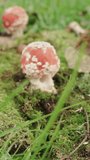 Amanita, a red fly agaric. Mushroom in the moss close-up. Forward movement Vertical video.