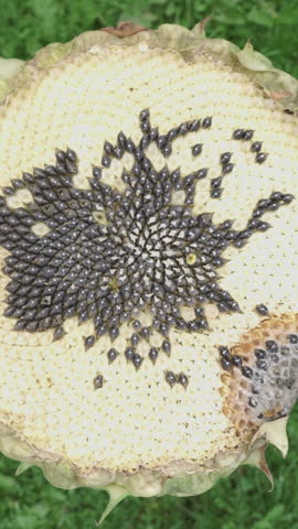 A bird-eaten old sunflower is circling on the grass, close-up. Vertical video.