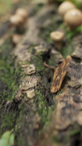 Not edible mushrooms on a fallen tree trunk. close-up. Vertical video.