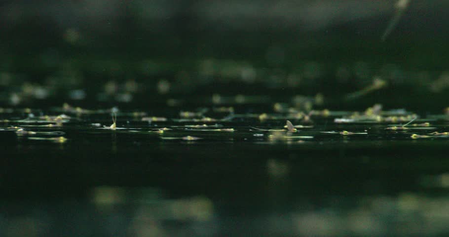 Long-tailed mayflies mating on surface of Tisza river viewed close up
