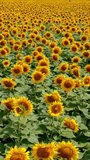 Wonderful sunflower field on summer day. Blossoming seed flowers with brown middles and yellow petals. Sunflower background. Vertical video.