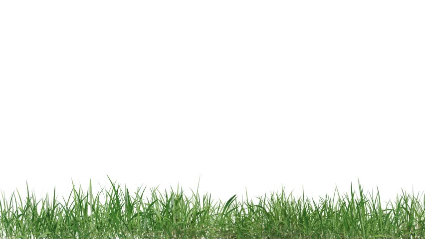 medow field footage on white background, 3d illustration rendering	