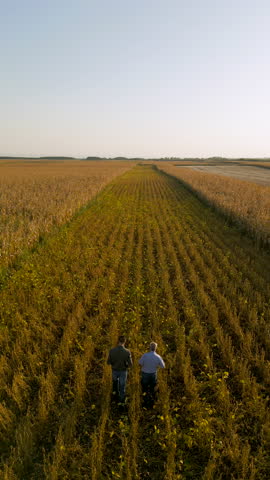 Aerial view of two farmers walking in a field examining soy crop before harvest, rear view.