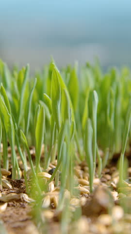 SLOW MOTION, MACRO, DOF: Seeds fall onto the fertile soil of the idyllic green countryside. Tiny seeds of grass are scattered across the growing grassfield. Unknown farmer is sowing grass in spring. Royalty-Free Stock Footage #3447880551