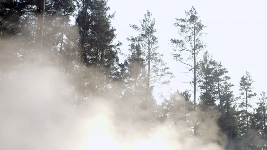 Misty fog blowing over pine tree forest. Footage of spruce forest trees at misty day. Morning fog at beautiful autumn forest. 4K