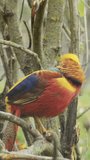 Chrysolophus pictus or red golden pheasant Sitting in a tree Vertical video.