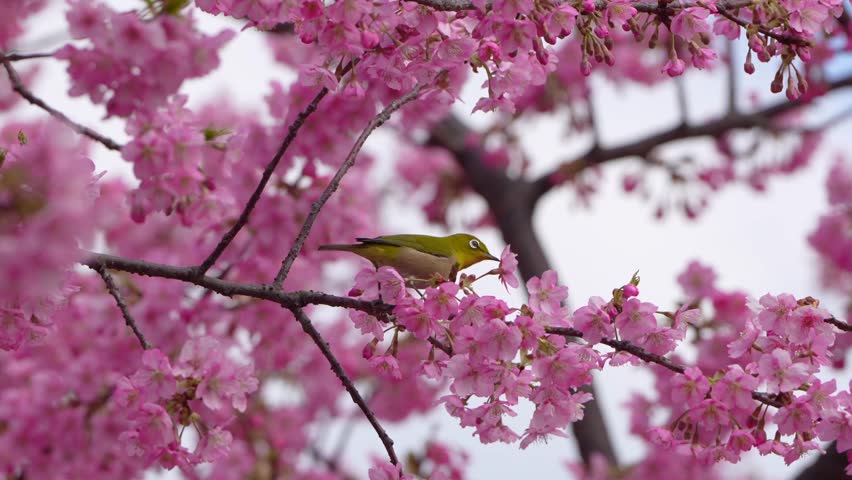 Image of spring-like cherry blossoms and white-eye Royalty-Free Stock Footage #3447905239