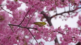 Image of spring-like cherry blossoms and white-eye - Powered by Shutterstock - Get 15% off with code: PIKWIZARD15