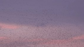 Birds flying in very large numbers in winter as starling murmuration happens in winter UK England 4K - Powered by Shutterstock - Get 15% off with code: PIKWIZARD15