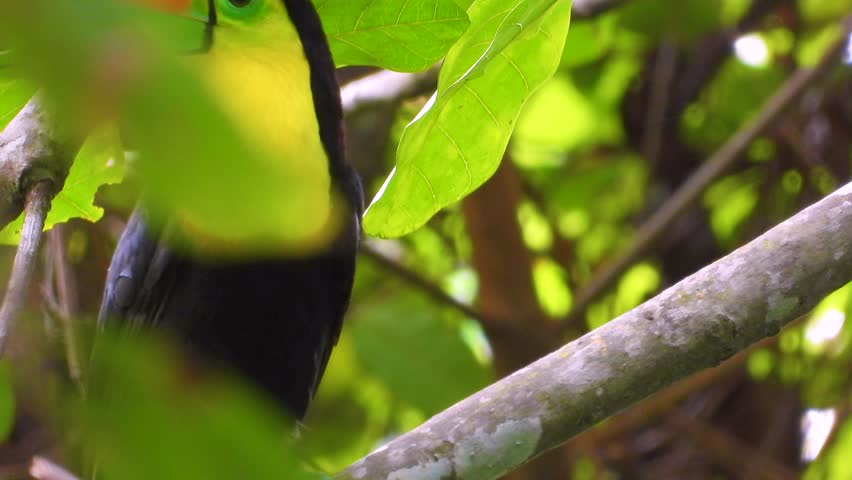 Keel-Billed Toucan Sitting on Branch Then Flying Out of Frame