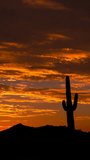 Silhouette of Saguaro Cactus with Blazing Red Sunrise Vertical Video 
