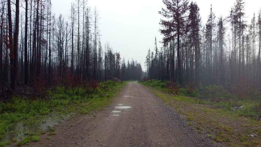 Dirt road in foggy forest during rainfall, dolly forward view