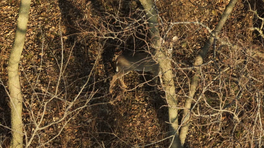 White Tail Deer In The Forest With Dried And Leafless Trees At Lake Flint Creek, Arkansas, USA. Aerial Shot