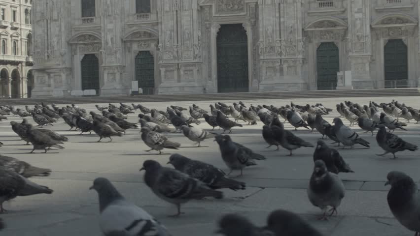 Marching pigeons in front of Duomo church during the covid lockdown Royalty-Free Stock Footage #3448096439