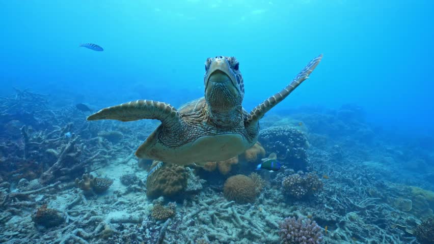 green sea turtle swimming under the ocean