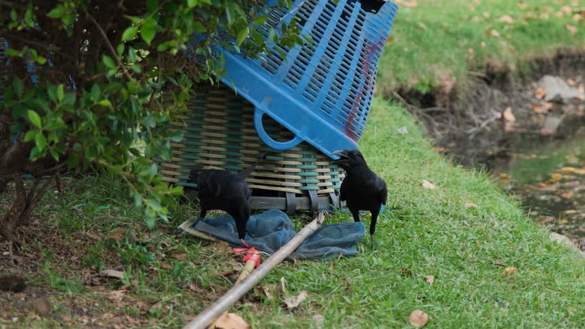 Two crows pecking a rag near the lake in a public park in Bangkok