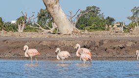 video of flamingos on the seashore seen from a boat in mar chiquita cordoba argentina