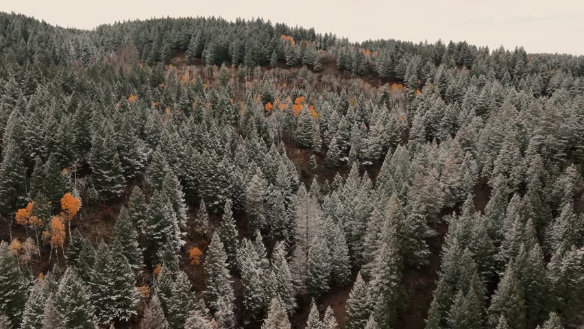 Pine Trees On The Mountains Near Sun Valley, Idaho, USA. Aerial Shot