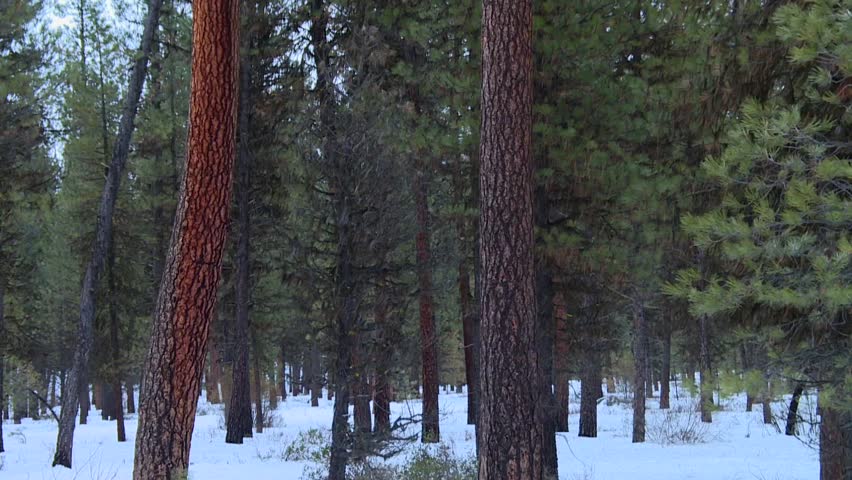 Tall Ponderosa Pine Trees At Boise National Forest In Boise, Idaho. tilt-up shot