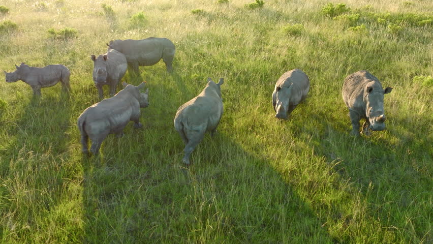 Aerial 4K drone flying from left to right angled partially down over a crash of seven white rhinos huddled on lush green vegetation at sunset across bushveld plains on the Eastern Cape, South Africa. Royalty-Free Stock Footage #3448171929