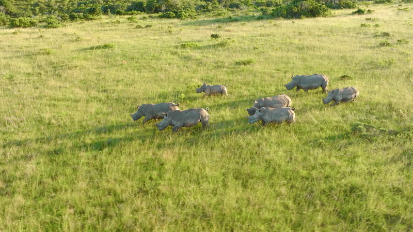 Aerial 4K drone flying right to left over a herd or crash of white rhinos running quickly across bushveld plains near sunset on the Eastern Cape, South Africa. Royalty-Free Stock Footage #3448172133