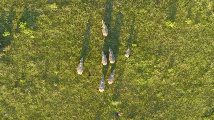 Aerial 4K drone flying forward top-down over a herd or crash of seven white rhinos walking through green bushveld plains grasses at sunset with long shadows on the Eastern Cape, South Africa. Royalty-Free Stock Footage #3448172401