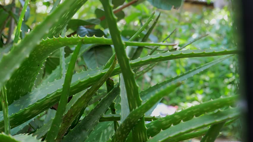 African Aloe Vera