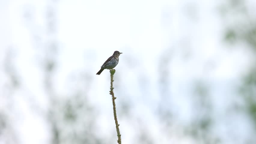 Woodland bird Song thrush perched and singing quietly during spring evening in Estonia, Northern Europe Royalty-Free Stock Footage #3448198811
