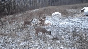 A pack of young deer in winter time visiting the hunting feeder